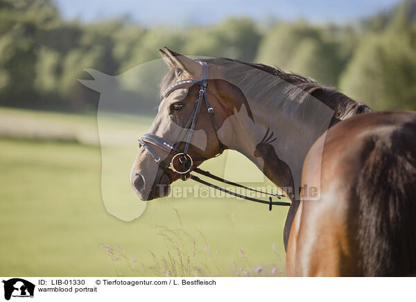 Warmblut Portrait / warmblood portrait / LIB-01330