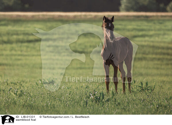 Warmblut Fohlen / warmblood foal / LIB-01331