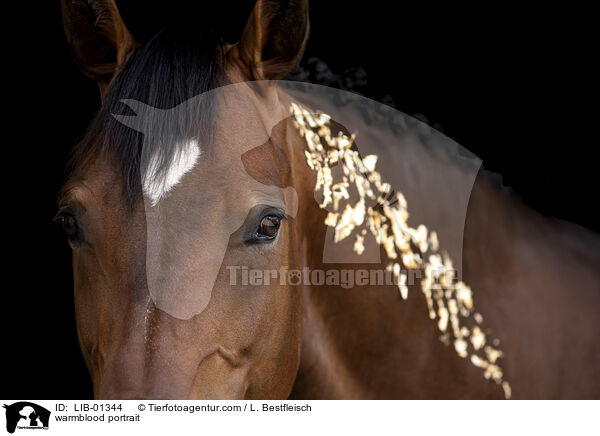 Warmblut Portrait / warmblood portrait / LIB-01344