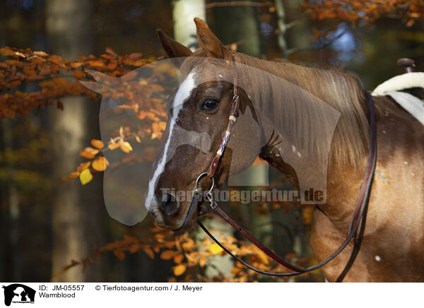 Warmblut / Warmblood / JM-05557