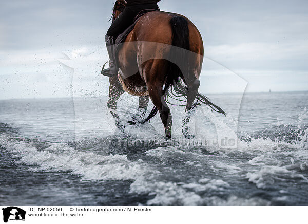 Warmblut im Wasser / warmblood in the water / NP-02050