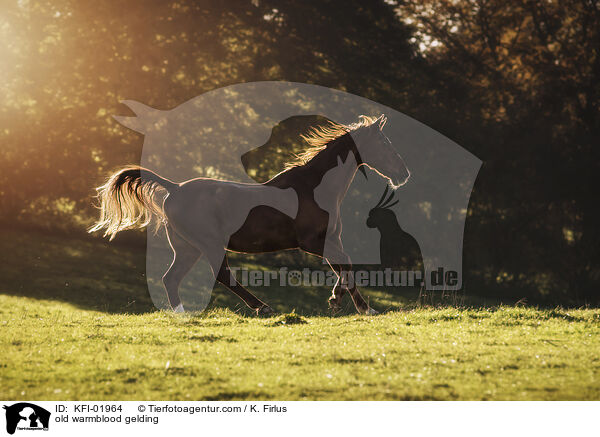 alter Warmblut Wallach / old warmblood gelding / KFI-01964