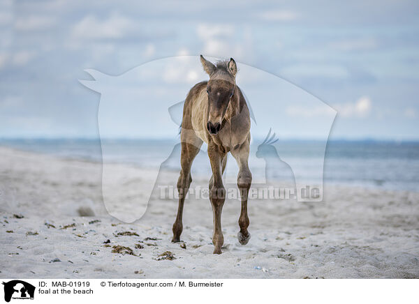 foal at the beach / MAB-01919