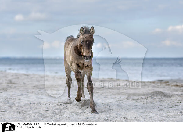 foal at the beach / MAB-01928