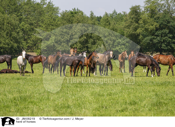 Pferdeherde / herd of horses / JM-08219