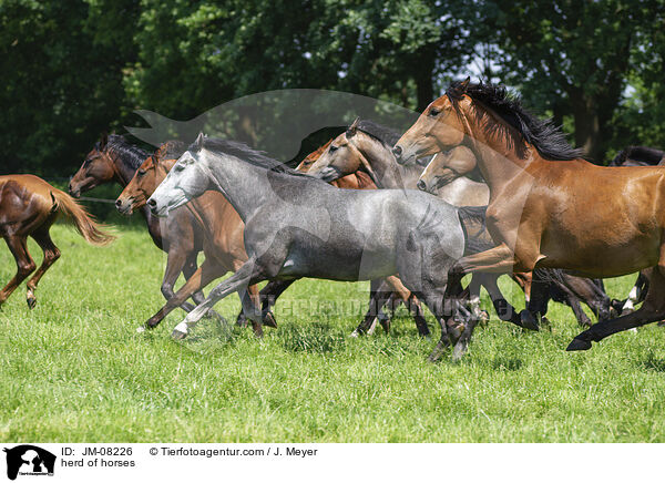 herd of horses / JM-08226