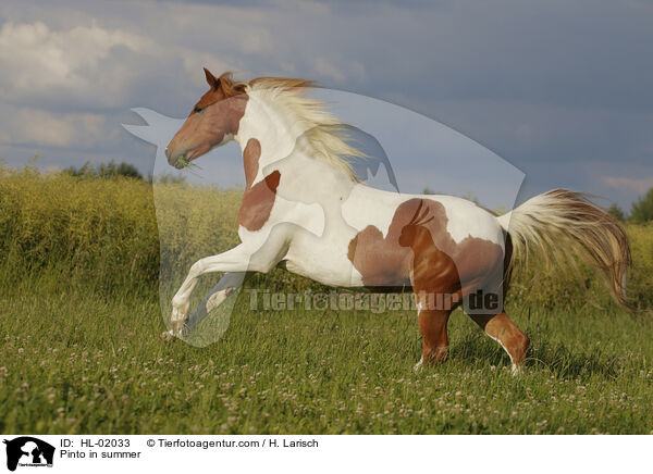 Pinto in summer / HL-02033