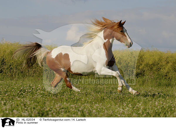 Pinto in summer / HL-02034