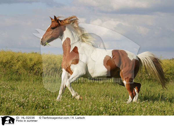 Pinto in summer / HL-02036