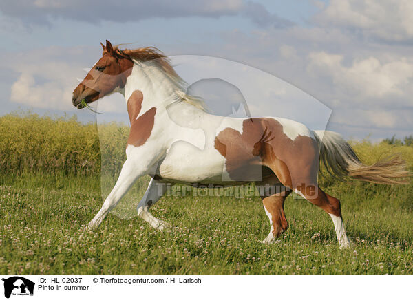 Pinto in summer / HL-02037