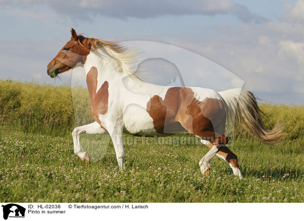 Pinto in summer / HL-02038