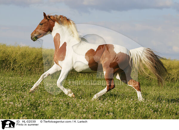 Pinto in summer / HL-02039