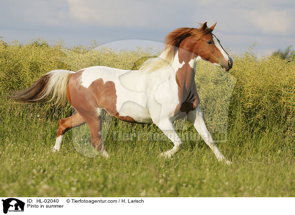 Pinto in summer / HL-02040