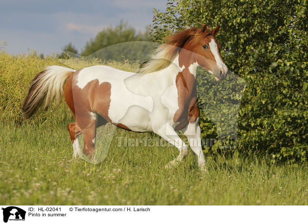 Pinto in summer / HL-02041