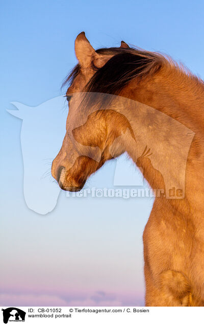 warmblood portrait / CB-01052
