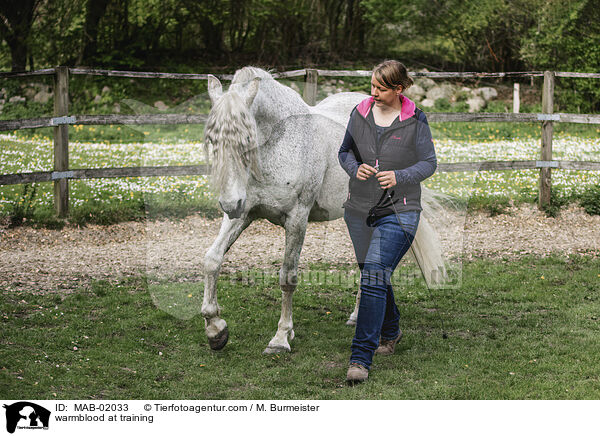 Warmblut bei der Bodenarbeit / warmblood at training / MAB-02033