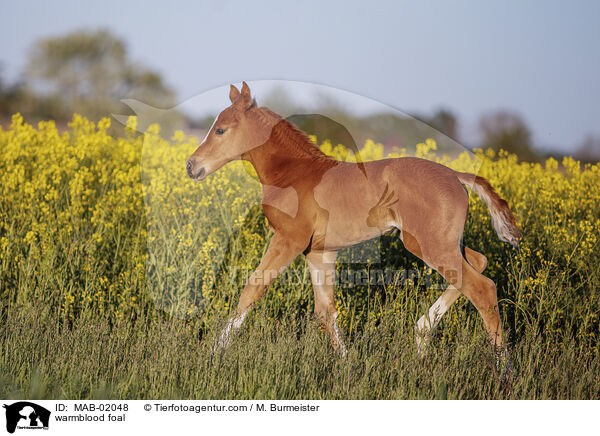warmblood foal / MAB-02048