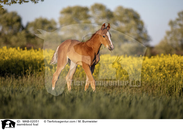 warmblood foal / MAB-02051