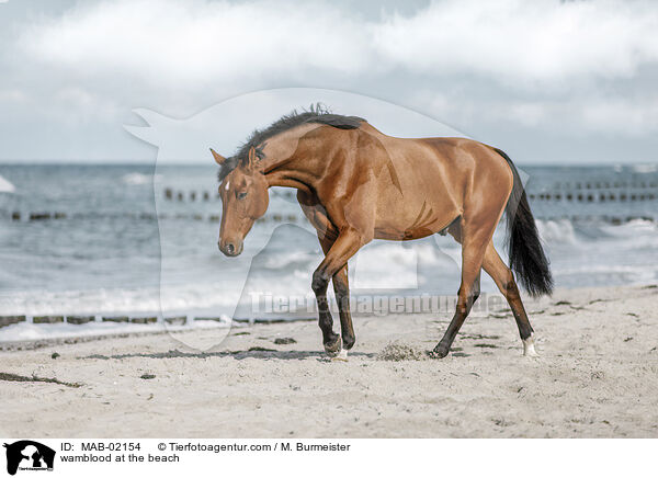 wamblood at the beach / MAB-02154