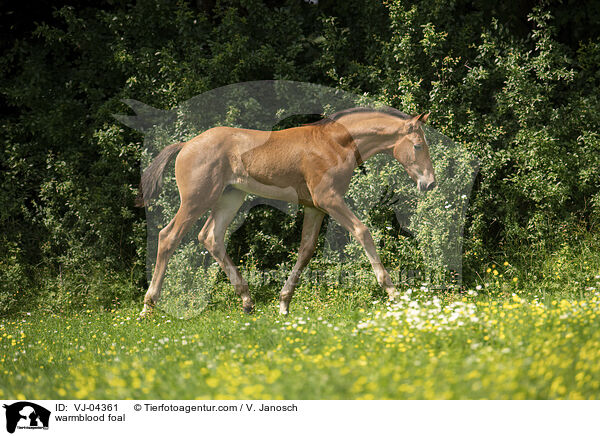 Warmblut Fohlen / warmblood foal / VJ-04361