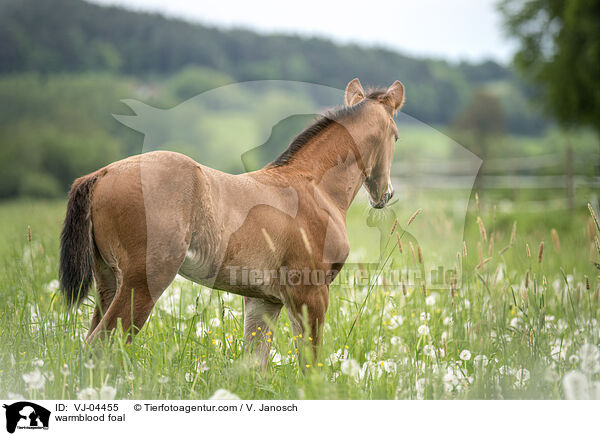 Warmblut Fohlen / warmblood foal / VJ-04455