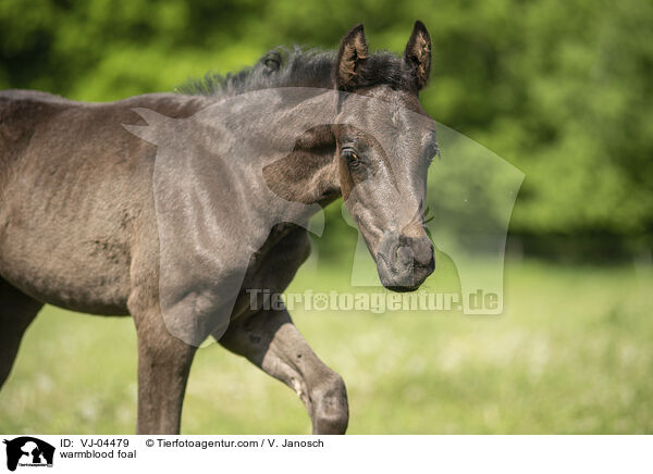 Warmblut Fohlen / warmblood foal / VJ-04479
