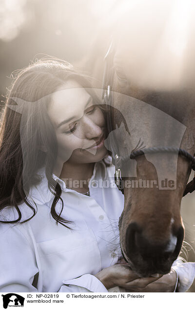 Warmblut Stute / warmblood mare / NP-02819