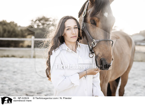 Warmblut Stute / warmblood mare / NP-02824