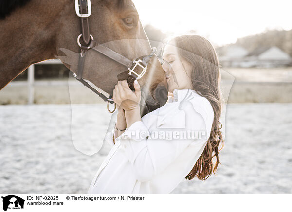 Warmblut Stute / warmblood mare / NP-02825