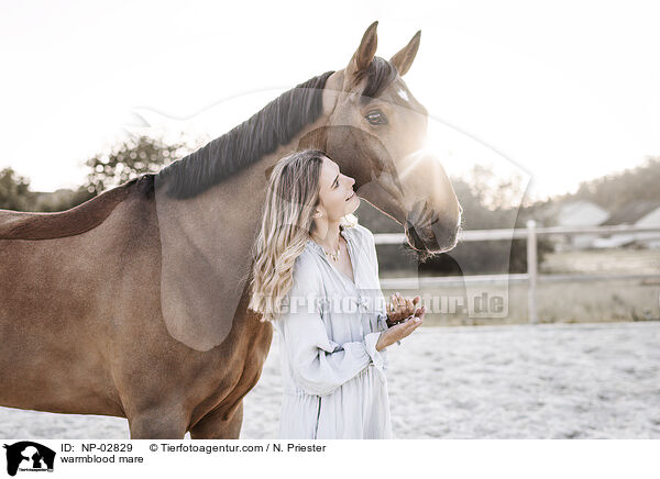 Warmblut Stute / warmblood mare / NP-02829