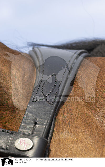 warmblood / BK-01204