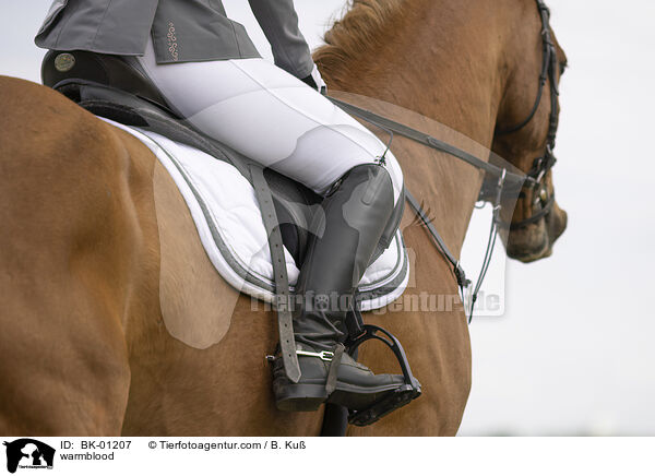 Warmblut / warmblood / BK-01207
