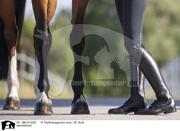 Warmblut / warmblood / BK-01220