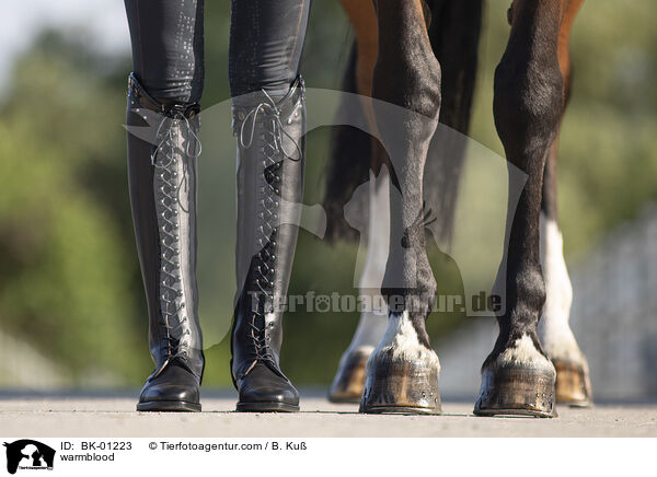 Warmblut / warmblood / BK-01223