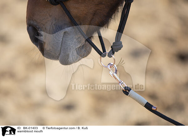 Warmblut Maul / warmblood mouth / BK-01403