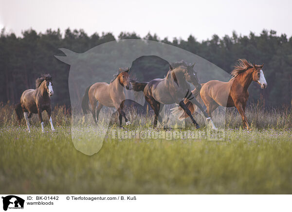 Warmblter / warmbloods / BK-01442