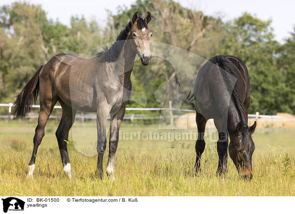 Jhrlinge / yearlings / BK-01500
