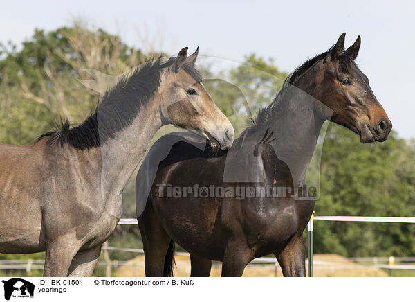 Jhrlinge / yearlings / BK-01501