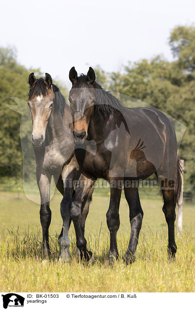 Jhrlinge / yearlings / BK-01503