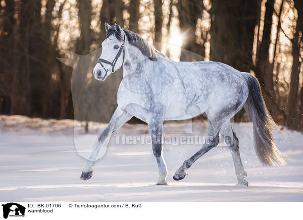 Warmblut / warmblood / BK-01706