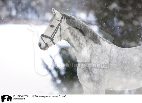 Warmblut / warmblood / BK-01708