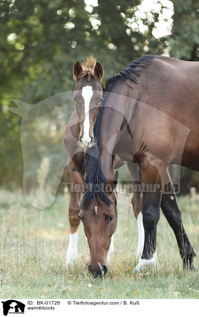 Warmblter / warmbloods / BK-01726