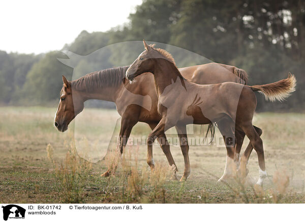 warmbloods / BK-01742