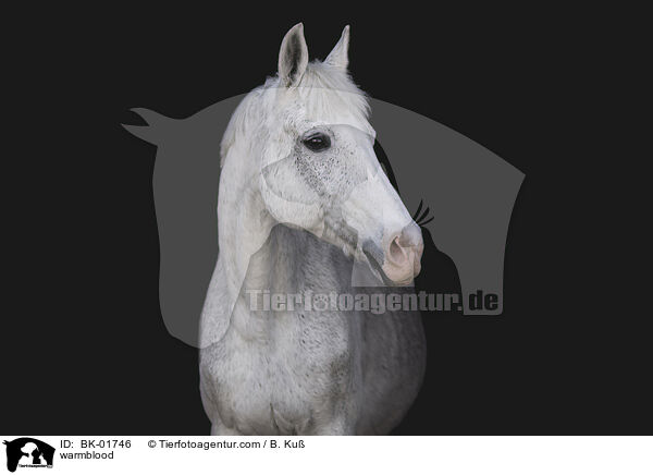 Warmblut / warmblood / BK-01746