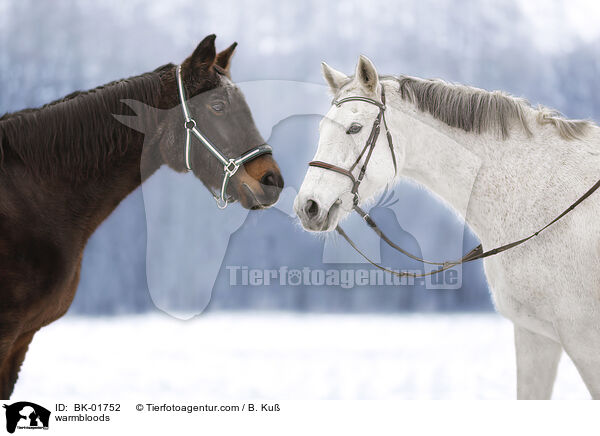 Warmblter / warmbloods / BK-01752