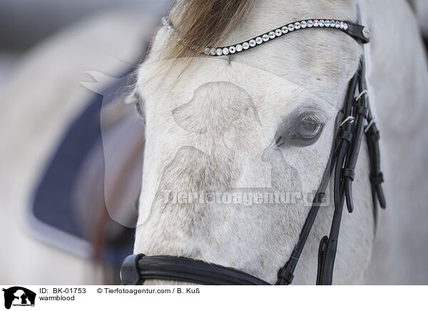 Warmblut / warmblood / BK-01753
