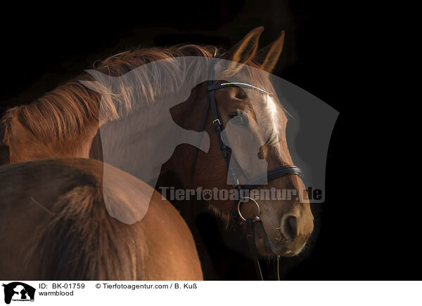 Warmblut / warmblood / BK-01759