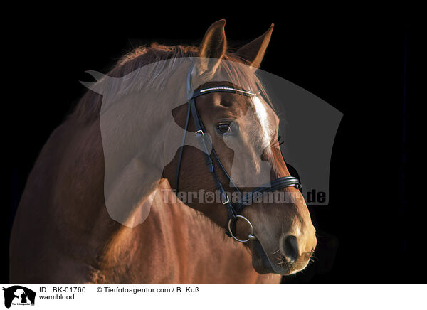 Warmblut / warmblood / BK-01760