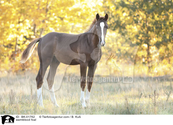 Warmblut Fohlen / warmblood foal / BK-01762