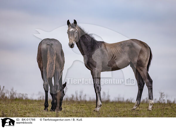 Warmblter / warmbloods / BK-01766